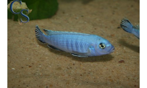 Pseudotropheus socolofi